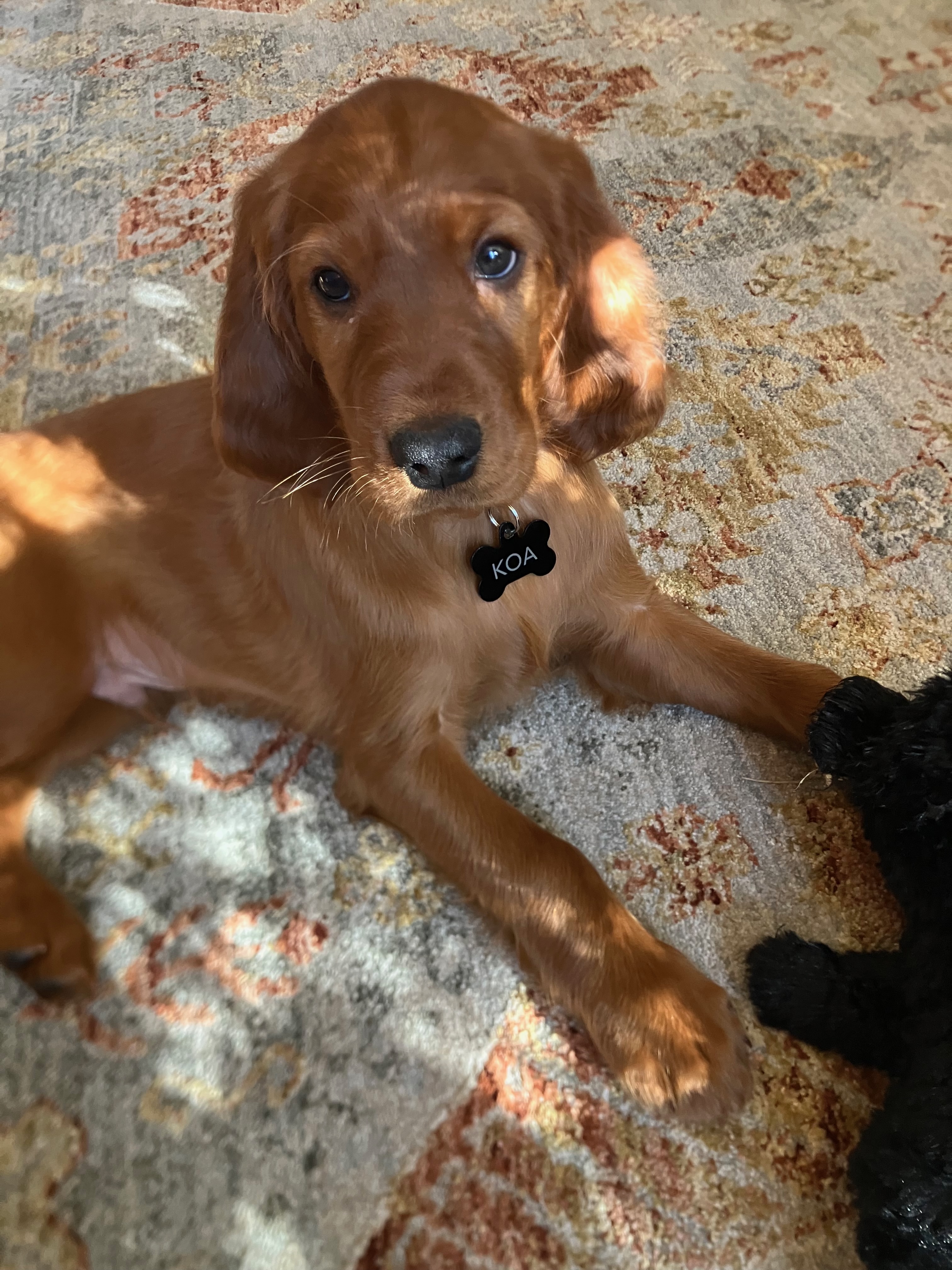 Koa the Irish Setter - Photo 1