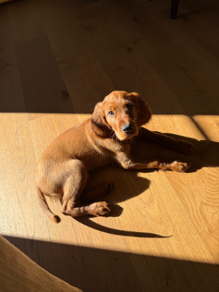 Koa the Irish Setter - Photo 11