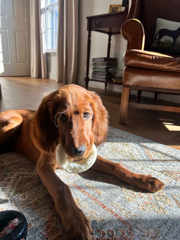 Koa the Irish Setter - Photo 12