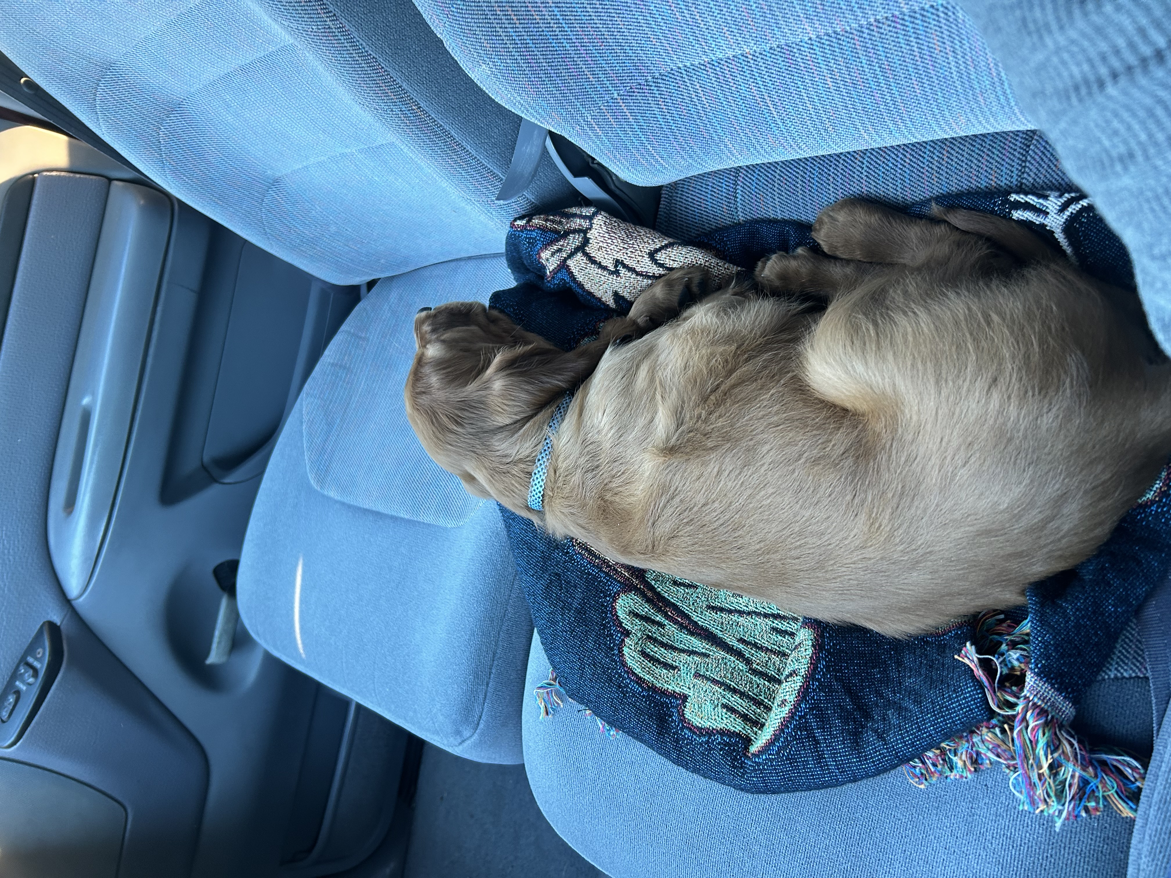 Koa the Irish Setter - Photo 2