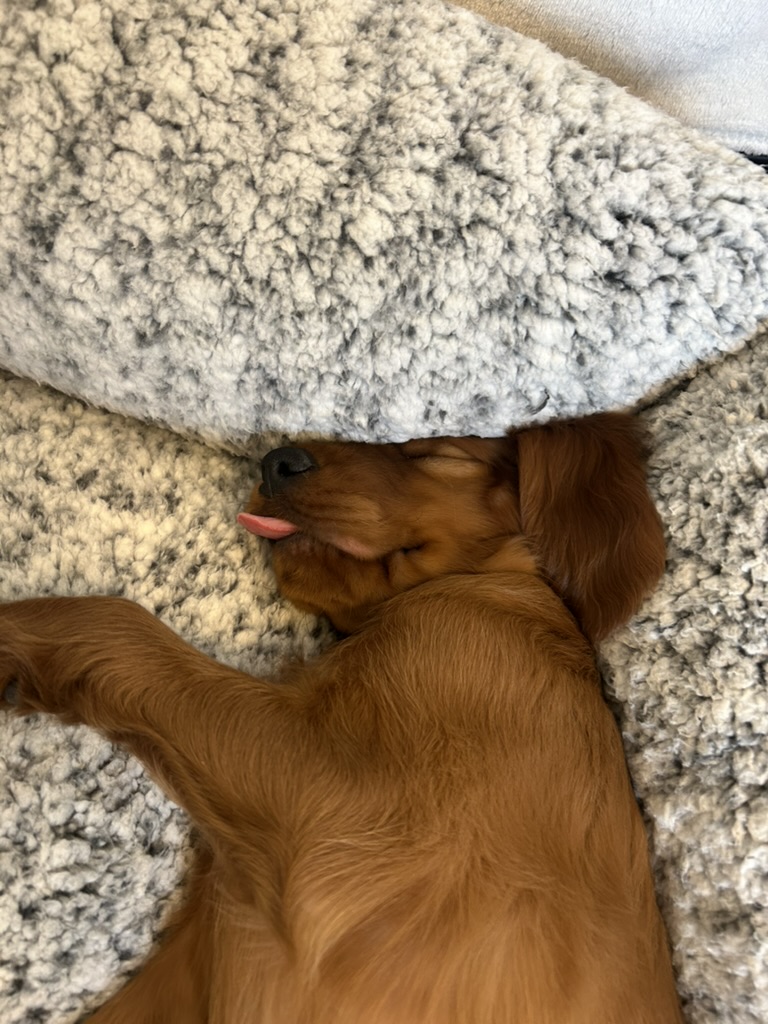 Koa the Irish Setter - Photo 4