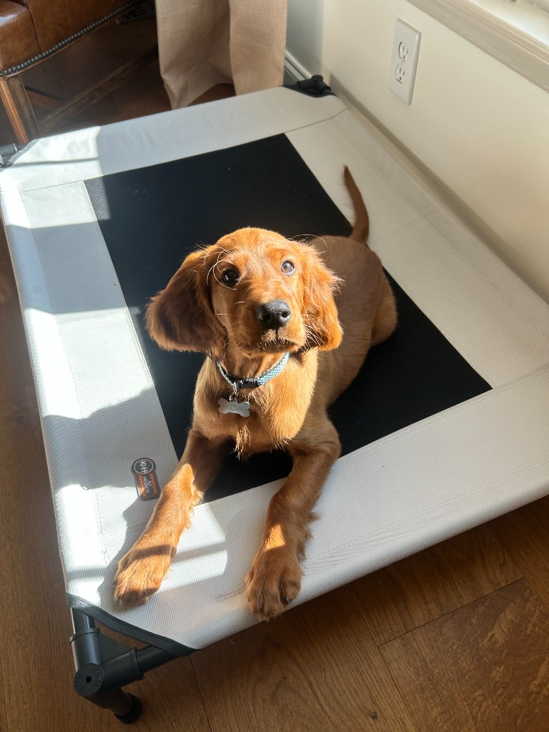 Koa the Irish Setter - Photo 6